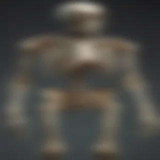skeleton transparent background