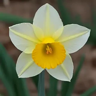 daffodil flower