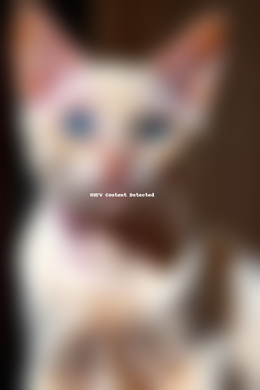 colorpoint shorthair cat breed