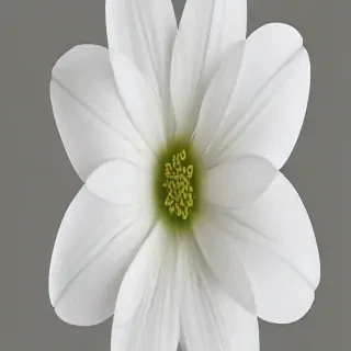 white flower transparent