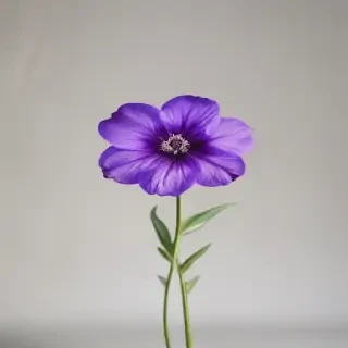 purple flower png