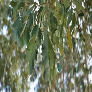 transparent eucalyptus