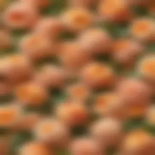 peach background wallpaper