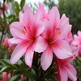 azalea flower