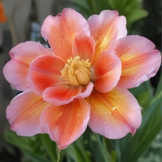 spring flowers