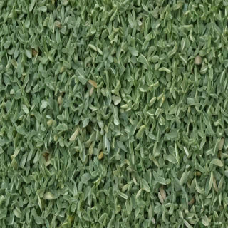 sage green photos