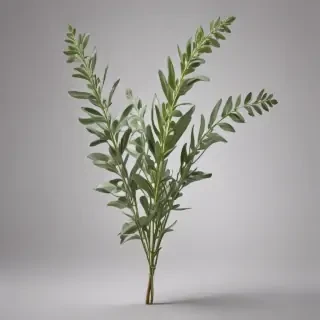 sage png