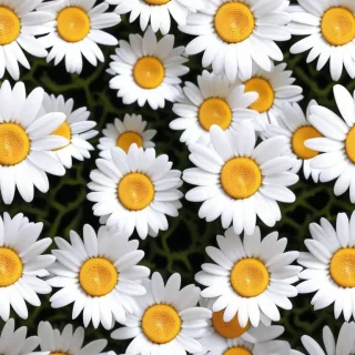 daisy background wallpaper