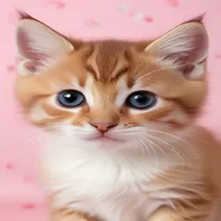kitten background