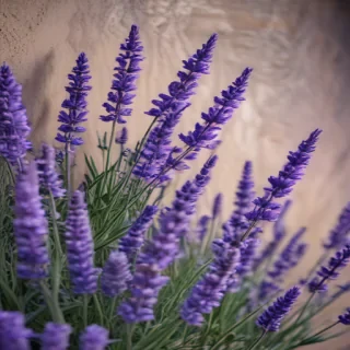 lavender phone background