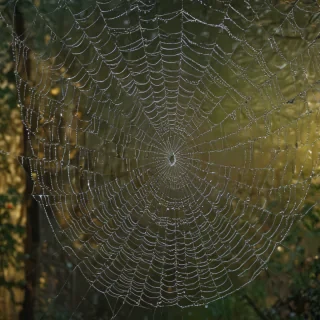 spiderweb