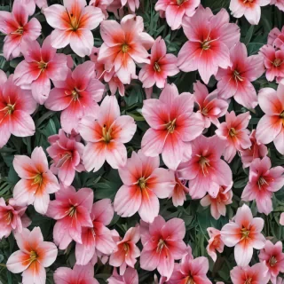 cute wallpaper flower