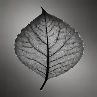 leaf in black and white