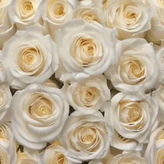 white roses png