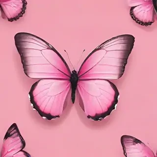 pink background butterfly