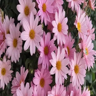 aesthetic flower pictures