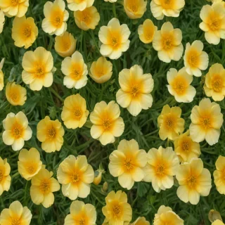 buttercup flower