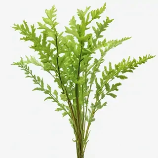 seaweed png
