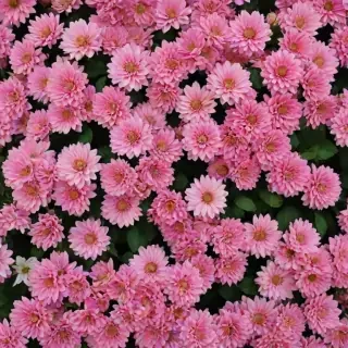 pretty flowers