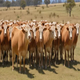 australian boxherd