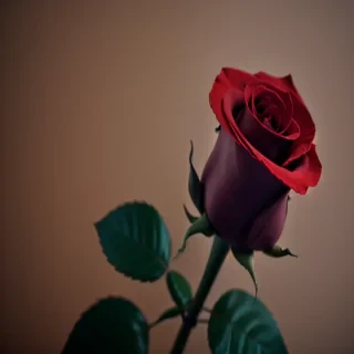 image of a red rose