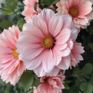 cute aesthetic flower wallpapers