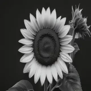 clip art sunflower black and white