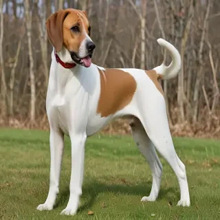 american boxer foxhound