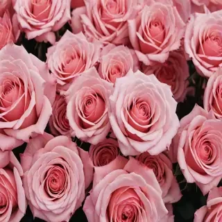 aesthetic rose background