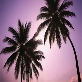 palm trees transparent