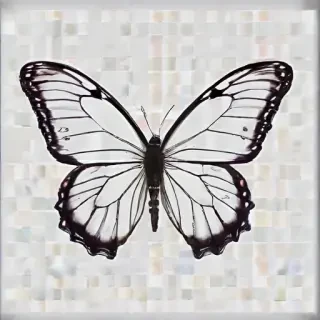 butterfly png outline