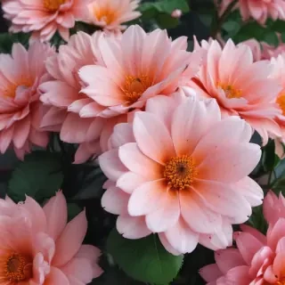 flower aesthetic wallpapers