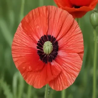 poppy flower