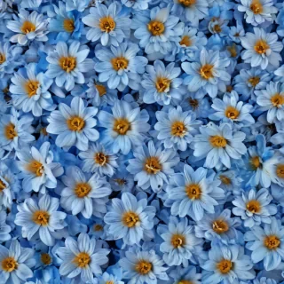 flower background blue