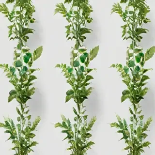 plants transparent background