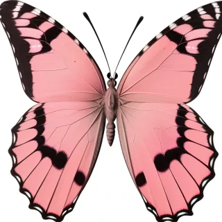 pink butterfly png