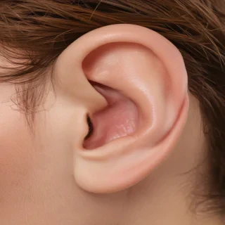 ears png