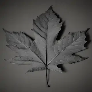 leaf images black and white