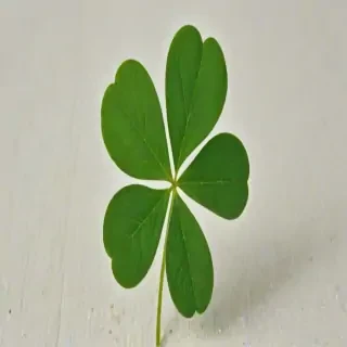 clover png