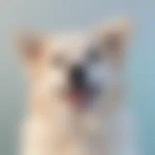 aesthetic dog wallpaper