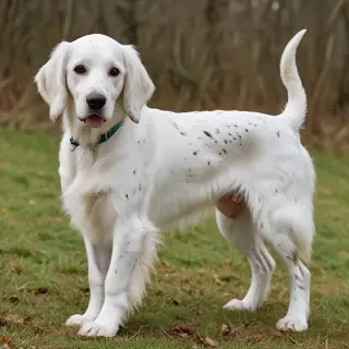 english setter