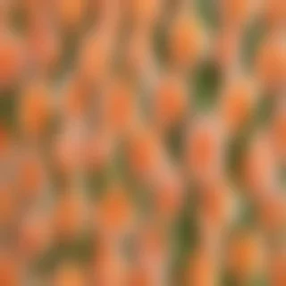peach background wallpaper
