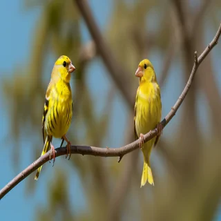yellow finch