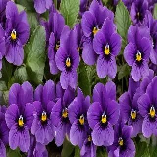 violets png