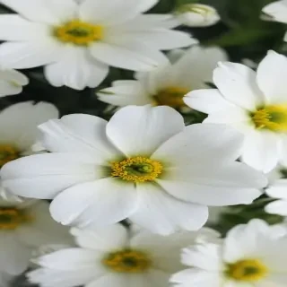 white flowers wallpaper iphone