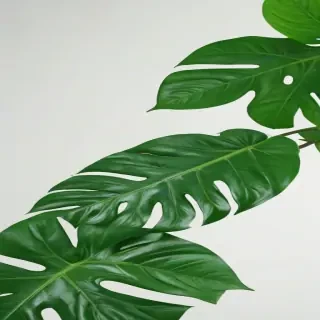 green aesthetic png