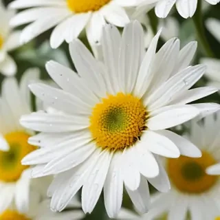 wallpaper daisy flower