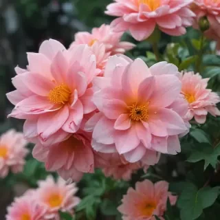 aesthetic flower pictures