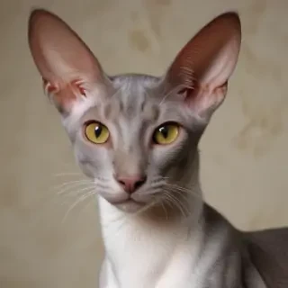 oriental shorthair cat breed