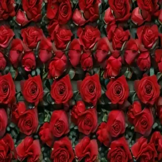 red roses aesthetic